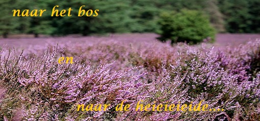 bos en hei heather-blossoms-4411842__340